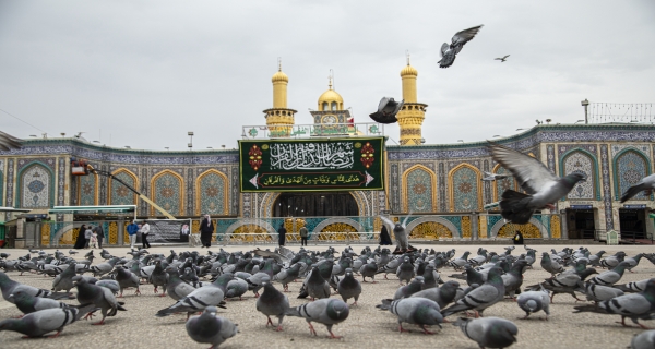 طيور _ الحمام ضحن المولى أبي الفضل العباس 